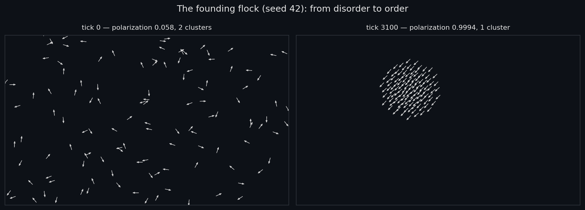 The founding flock at seed 42: the disorder of tick 0 on the left, near-perfect order at tick 3100 on the right